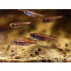 Tetra amapanská - Hyphessobrycon / amapaensis
