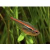 Tetra amapanská - Hyphessobrycon / amapaensis