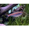Tetra amapanská - Hyphessobrycon / amapaensis