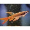 Tetra striekavá - Copella / arnoldi