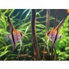 Skalár red beck - Pterophyllum scalare / manacapuru red beck
