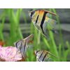 Skalár red beck - Pterophyllum scalare / manacapuru red beck