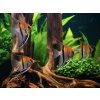 Skalár red beck - Pterophyllum scalare / manacapuru red beck