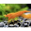 Neocaridina davidi orange sunkist