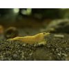 Neocaridina davidi yellow Neon