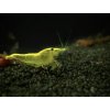 Neocaridina davidi yellow Neon