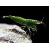Neocaridina davidi Green Jade