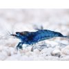Neocaridina davidi Blue Dream