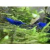 Neocaridina davidi Blue Dream