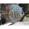Diskus brilantový tyrkys - Symphysodon / Brilliant Turquoise