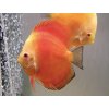 Diskus Red Melon - Symphysodon / Red Melon