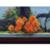 Diskus Red Melon - Symphysodon / Red Melon