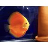 Diskus Red Melon - Symphysodon / Red Melon