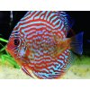 Diskus Red Turquoise - Symphysodon / Red Turquoise