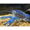 Rak floridský - Procambarus / alleni blue