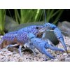 Rak floridský - Procambarus / alleni blue