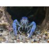 Rak floridský - Procambarus / alleni blue