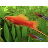 Mečúň mexický var. červená - Xiphophorus Hellerii red