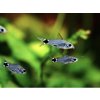 Corydoras hastatus - Pancierniček trpazličí