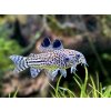 Pancierniček leopardí - Corydoras julii