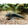 Pancierniček zelený - Corydoras aeneus