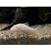Pancierniček škvrnitý albín - Corydoras paleatus albino
