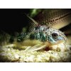 Pancierniček škvrnitý - Corydoras paleatus