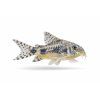 Corydoras sterbai v detailoch