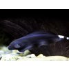 Duch čierny - Apteronotus albifrons