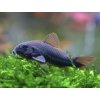Pancierníček čierný venezuelský - Corydoras / sp. black venezuela