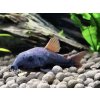 Pancierníček čierný venezuelský - Corydoras / sp. black venezuela