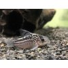 Pancierniček krásny - Corydoras / elegans