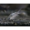 Pancierniček krásny - Corydoras / elegans