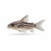 Pancierniček krásny - Corydoras / elegans