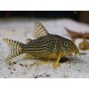 Pancierniček sterbai - Corydoras / sterbai