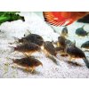 Pancierniček sterbai - Corydoras / sterbai