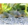 Pancierniček sterbai - Corydoras / sterbai
