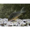 Pancierniček sterbai - Corydoras / sterbai