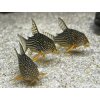 Pancierniček sterbai - Corydoras / sterbai
