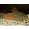 Pancierniček venezuelsky orange - Corydoras / venezuelanus orange