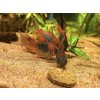 Pancierniček venezuelsky orange - Corydoras / venezuelanus orange