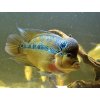 Cichlida Flowerhorn - Cichlasoma / flowerhorn