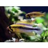 Cichlidka Wilhelmi - Apistogramma / wilhelmi