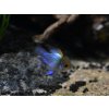 Ramirezka Modrá Balonova - Papiliochromis ramirezi / electric blue balloon