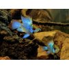 Ramirezka Modrá Balonova - Papiliochromis ramirezi / electric blue balloon