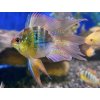 Ramirezka balonova - Papiliochromis ramirezi / balloon