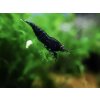 Neocaridina denticulata black Rose
