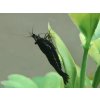 Neocaridina denticulata black