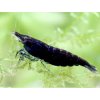 Neocaridina denticulata black Rose