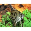 Skalár Leopard -Pterophyllum scalare / leopard